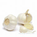 Fresh Pure White Garlic For Export